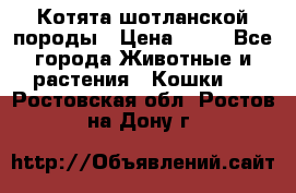 Котята шотланской породы › Цена ­ 40 - Все города Животные и растения » Кошки   . Ростовская обл.,Ростов-на-Дону г.